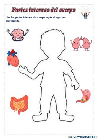 Partes Interna del Cuerpo