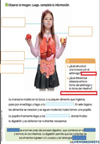 El proceso digestivo