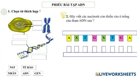 Phiếu bài tập ADN