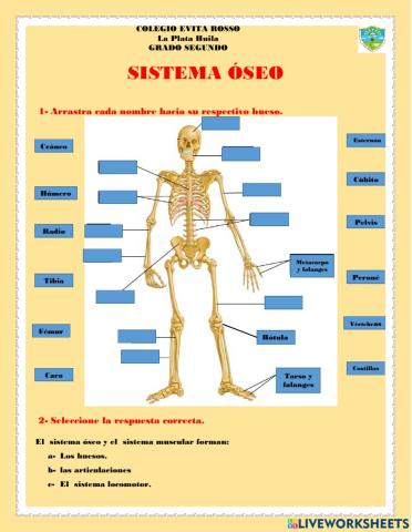 El sistema óseo