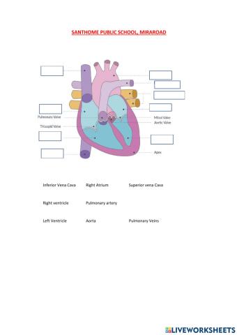 Grade X- Human heart
