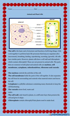 Animal and Plant Cells