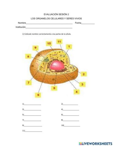 Organelos celulares y seres uni ypluricelulares
