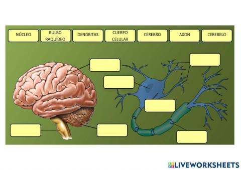 Sistema nervioso