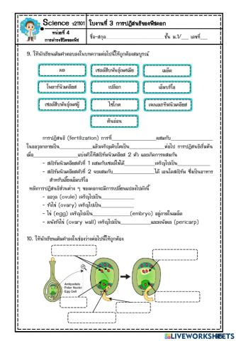 ใบงานการปฏิสนธิของพืชดอก