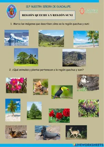 Región Quechua y Región Suni