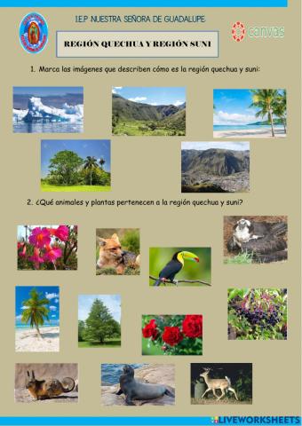 Región Quechua y Región Suni