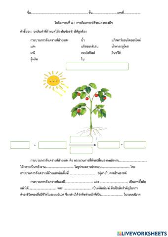 ใบกิจกรรมที่ 4.3 การสังเคราะห์ด้วยแสงของพืช