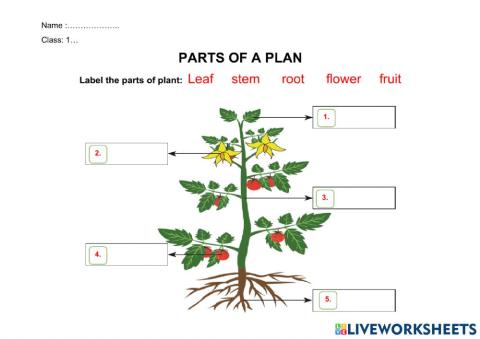parts of a plant