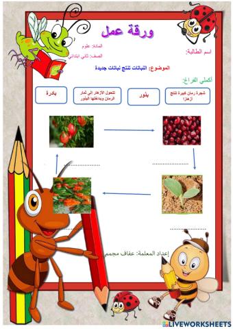 النباتات تنتج نباتات جديدة