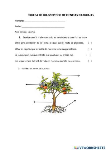Prueba diagnóstico ciencias naturales
