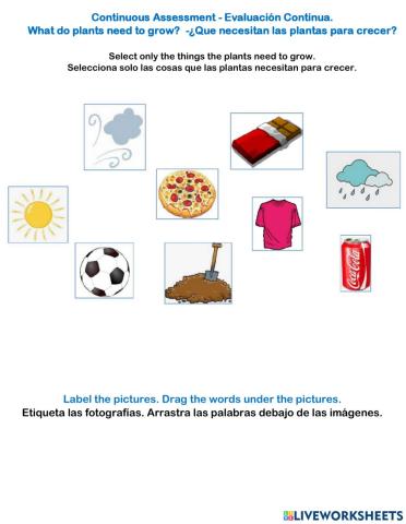 Plants needs-Evaluation