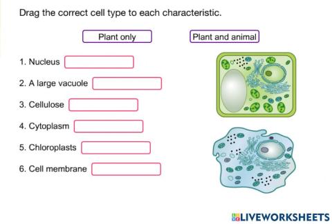Comparing plant and animal cells