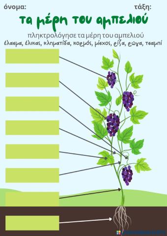 Τα μέρη του αμπελιού