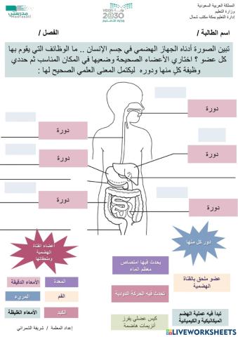 الجهاز الهضمي والمواد الغذائية