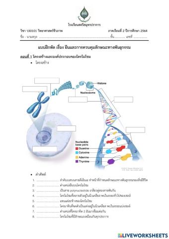 แบบฝึกหัด ยีนและการควบคุมลักษณะทางพันธุกรรม