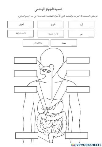 الجهاز الهضمي