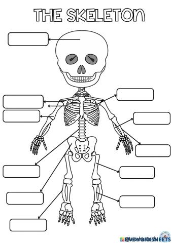 The skeleton