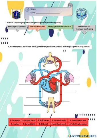 UH Sistem peredaran Darah