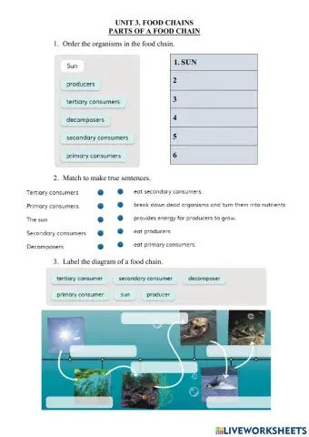 3.1 Food Chains. Parts of a Food Chain
