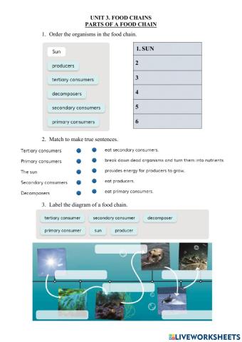 3.1 Food Chains. Parts of a Food Chain