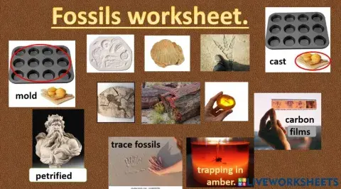 Fossils worksheet