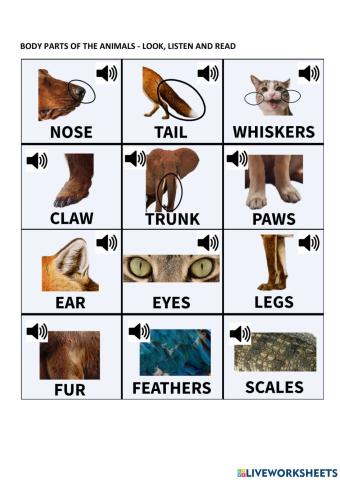 Body parts of the animals