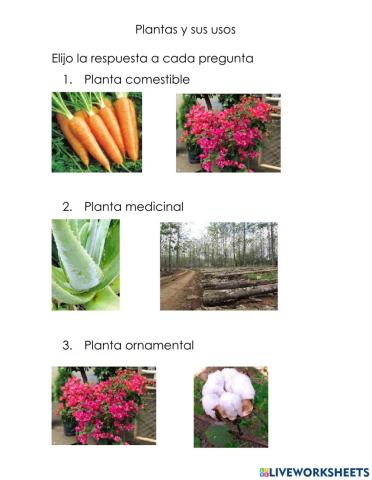 Plantas y sus usos