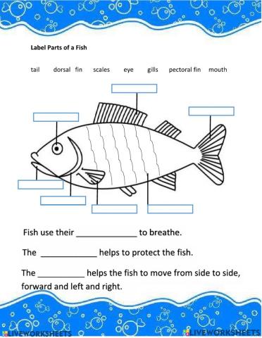 Parts of the fish