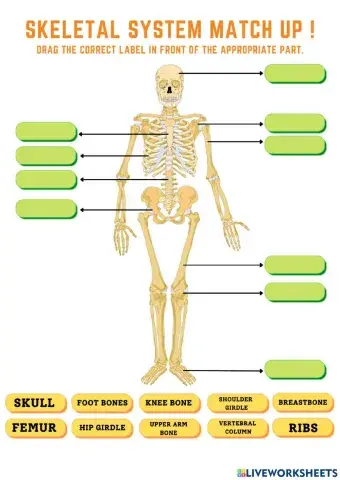 SKELETAL SYSTEM MATCH UP 