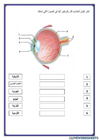 أجزاء العين