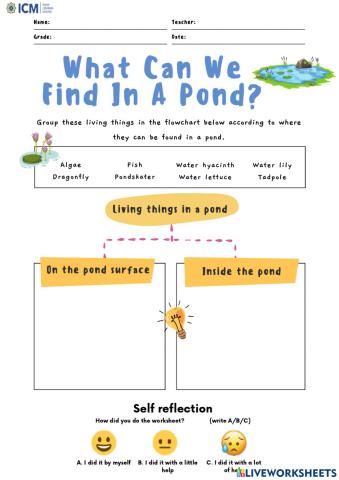 What can we find in a pond?