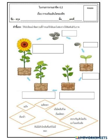 การเจริญเติบโตของพืช ป.2