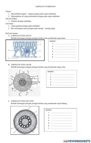 Menyebutkan jaringan pada organ daun