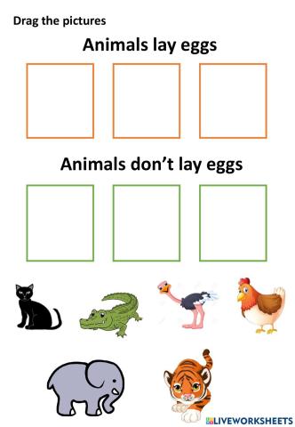 What comes from eggs?
