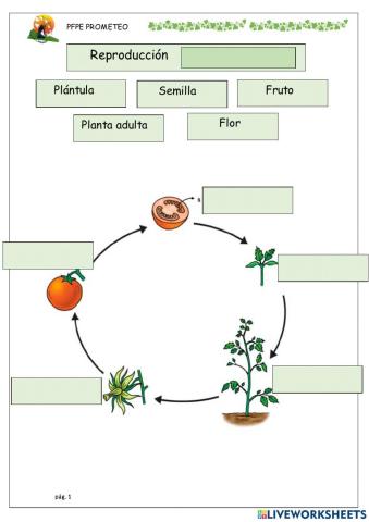 Reproducción sexual