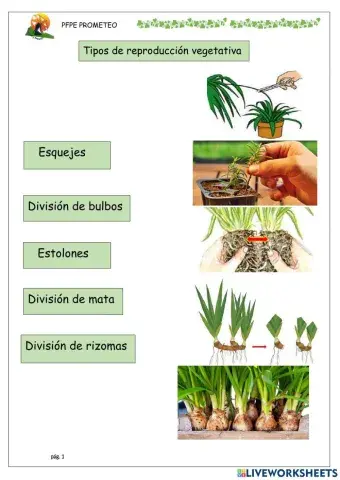 Tipos de reproducción vegetativa