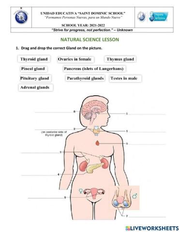 Endocrine System and Nervous System