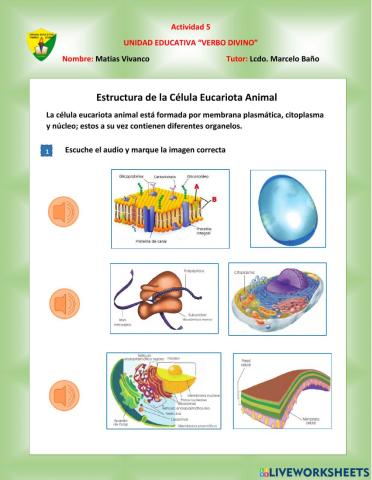 Estructura de célula eucariota
