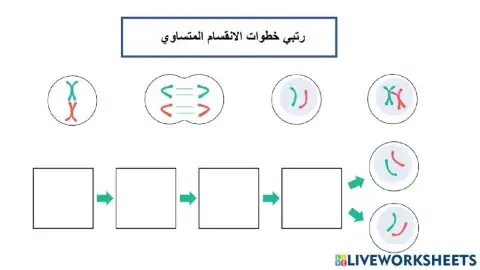 الانقسام المتساوي