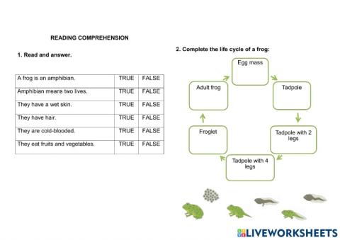 Amphibians: reading comprehension