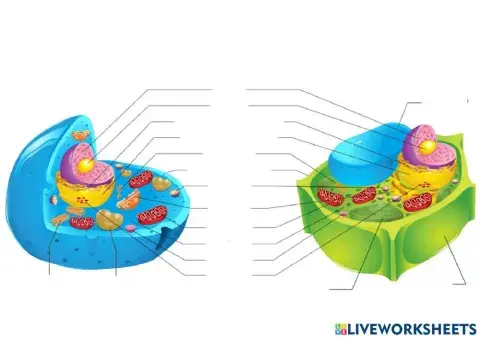 Célula eucariota animal vs vegetal