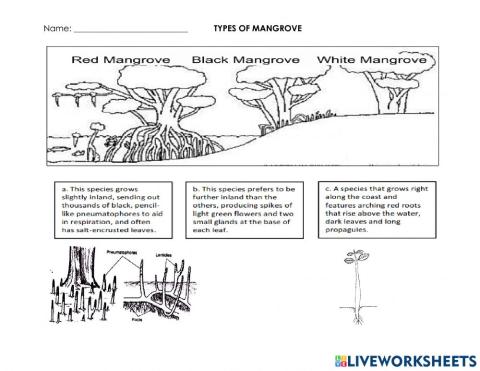 Types of Mangrove