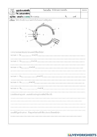 นัยน์ตากับการมองเห็น