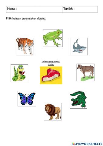 Haiwan yang makan daging - Karnivor