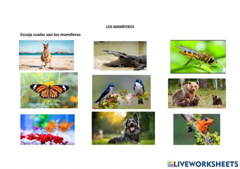 Mamíferos