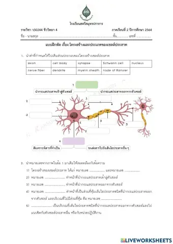 โครงสร้างและประเภทของเซลล์ประสาท