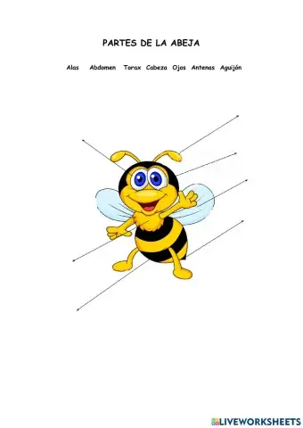 Las partes de la abeja