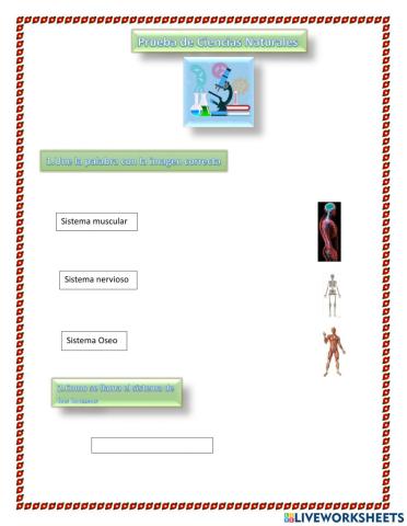 Los Sistemas del cuerpo humano