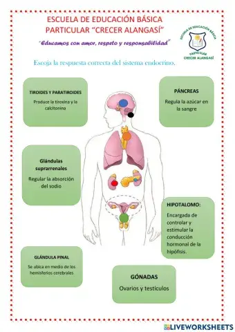 Sistema endocrino
